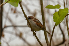 Passer domesticus