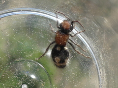 Ronisia brutia