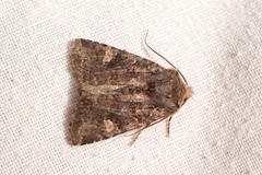 Dryobota labecula