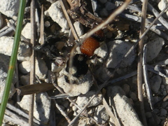 Ronisia brutia
