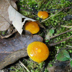 Gliophorus perplexus