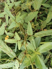 Glycine max soja