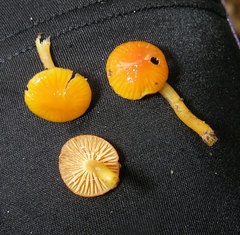 Gliophorus perplexus