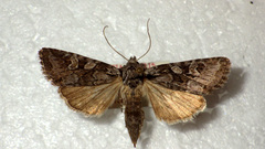 Lasionycta proxima