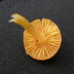 Gliophorus perplexus