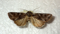 Lasionycta proxima