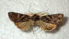 Lasionycta proxima