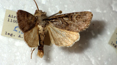 Lasionycta proxima