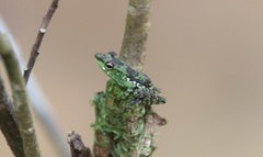 Mantidactylus argenteus