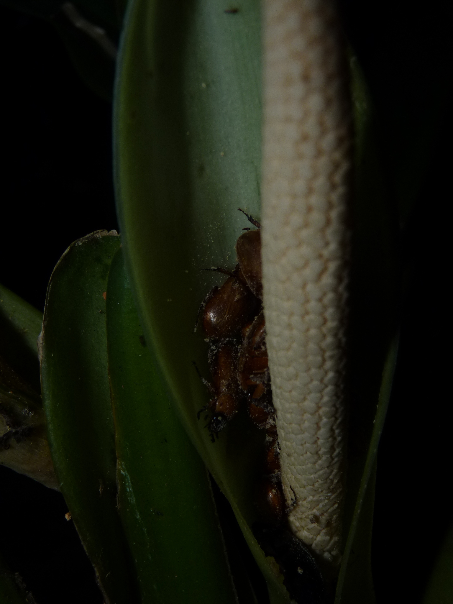 Dieffenbachia cannifolia Engl. 3