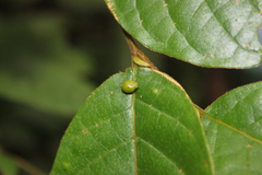 Hemisphaerius