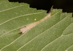 Phyllonorycter argentinotella