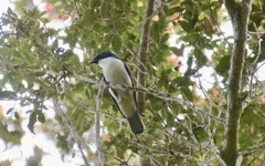 Cyanolanius madagascarinus