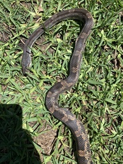 Pantherophis obsoletus