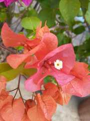 Bougainvillea