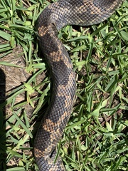 Pantherophis obsoletus