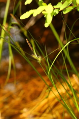 Carex exsiccata
