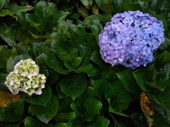 Hydrangea macrophylla