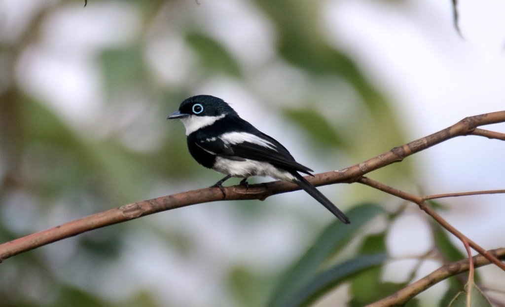 Ward's Flycatcher