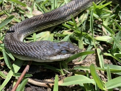 Pantherophis obsoletus