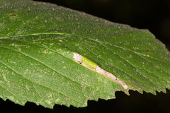 Phyllonorycter argentinotella