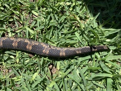 Pantherophis obsoletus