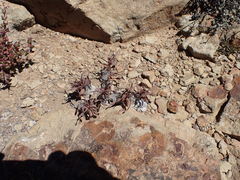 Drimia physodes