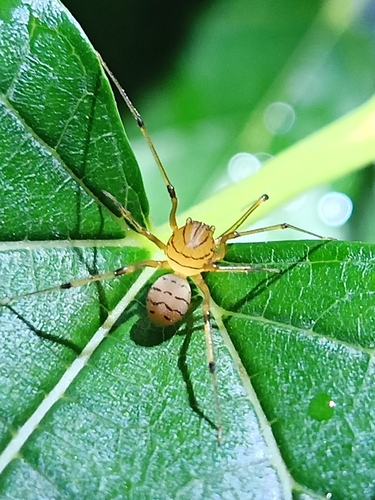 Striped Spitting Spider