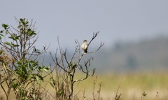 Cisticola cherina