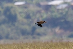 Gallinago macrodactyla