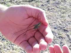 Acanthorintes tauriformis