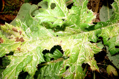 Phytomyza bipunctata