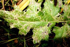 Phytomyza bipunctata