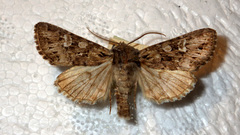 Pachetra sagittigera