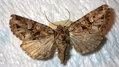 Pachetra sagittigera