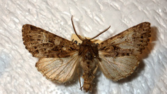 Pachetra sagittigera