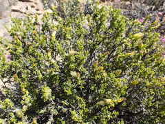 Pteronia empetrifolia