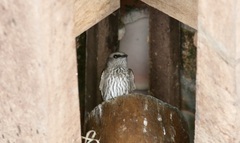 Phedina borbonica