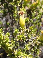 Pteronia empetrifolia