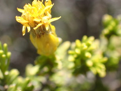 Pteronia empetrifolia