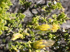 Pteronia empetrifolia
