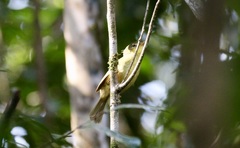 Xanthomixis zosterops