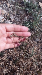 Rumia crithmifolia