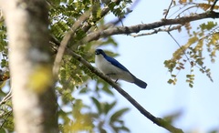 Cyanolanius madagascarinus