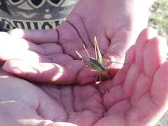 Acanthorintes tauriformis