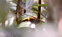 Ploceus nelicourvi