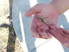 Acanthorintes tauriformis