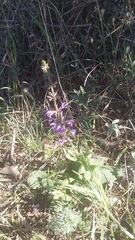 Salvia virgata