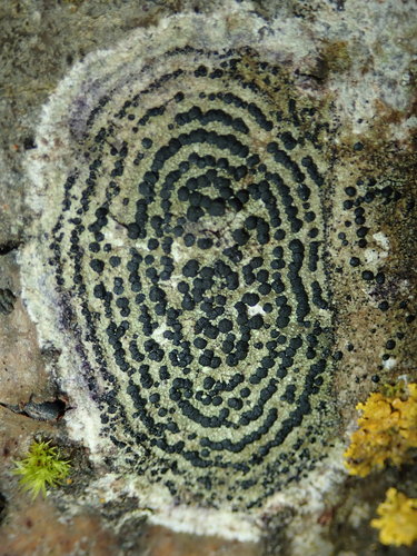 Rusvoji skyvytė nuotrauka