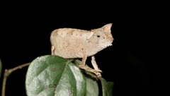 Brookesia superciliaris
